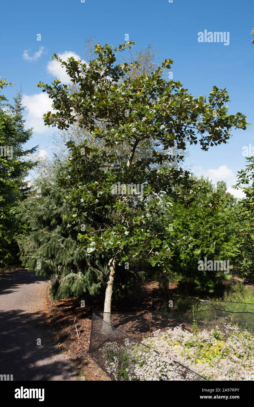 Bear Oak or Scrub Oak Tree (Quercus ilicifolia) in a Woodland Garden with a Cloudy Blue Sky in Summer Stock Photo