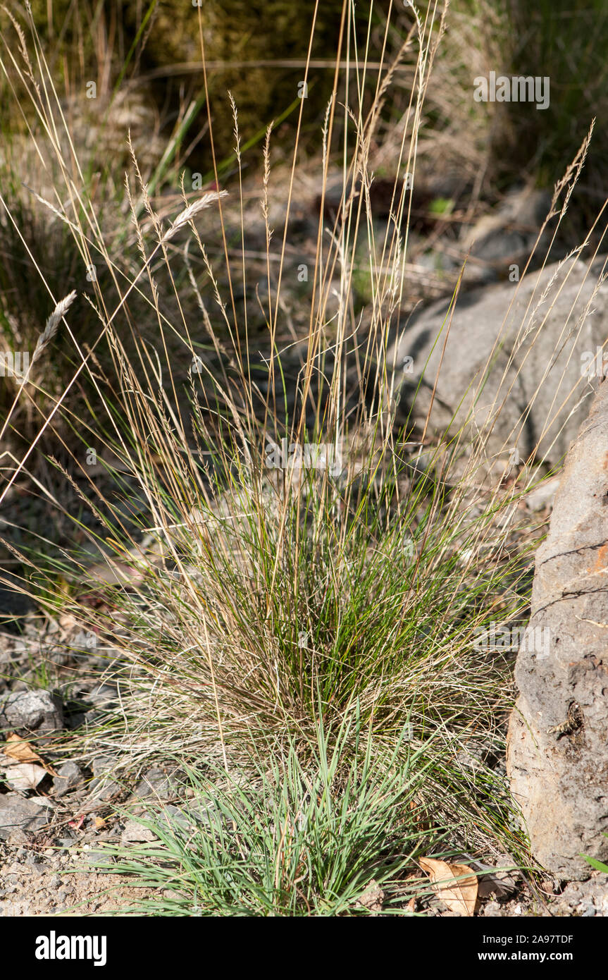Koeleria vallesiana,Walliser Kammschmiele,Somerset hair grass Stock Photo