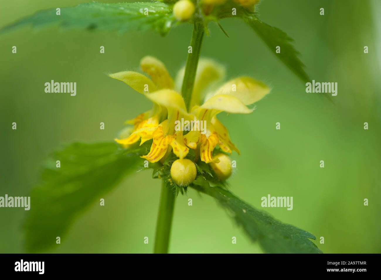 Lamium montanum,BergGoldnessel,Archangel, Mountain Yellow Stock Photo Alamy
