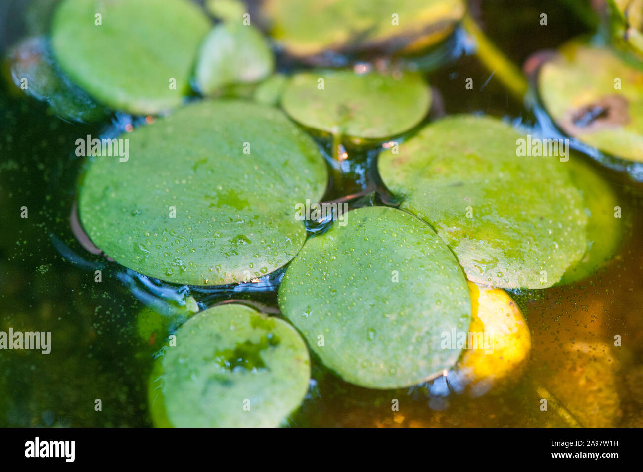 Limnobium laevigatum,Suedamerikanischer Froschbiss,South American Spongeplant Stock Photo