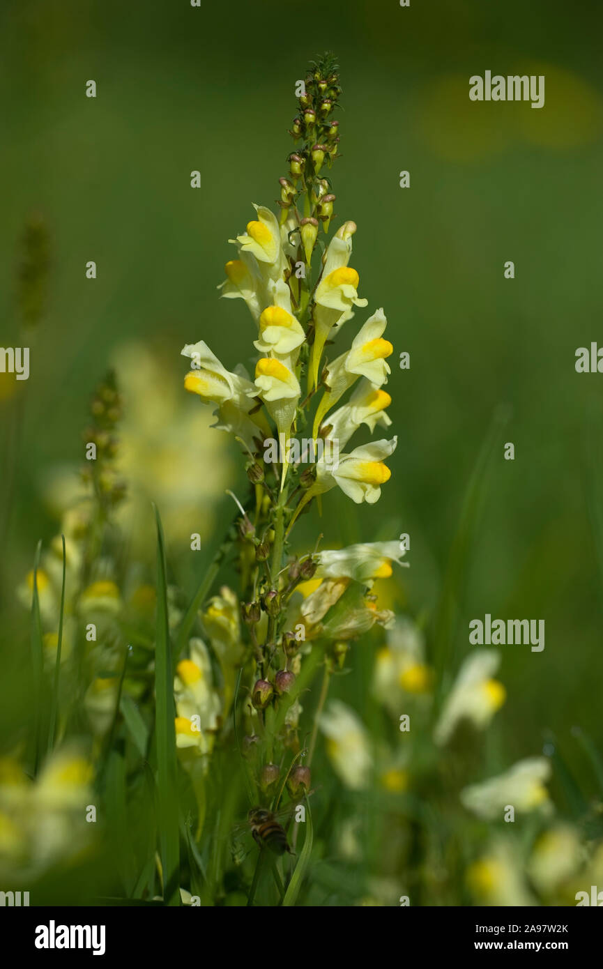 Linaria vulgaris,Gemeines Leinkraut,Yellow Toadflax Stock Photo