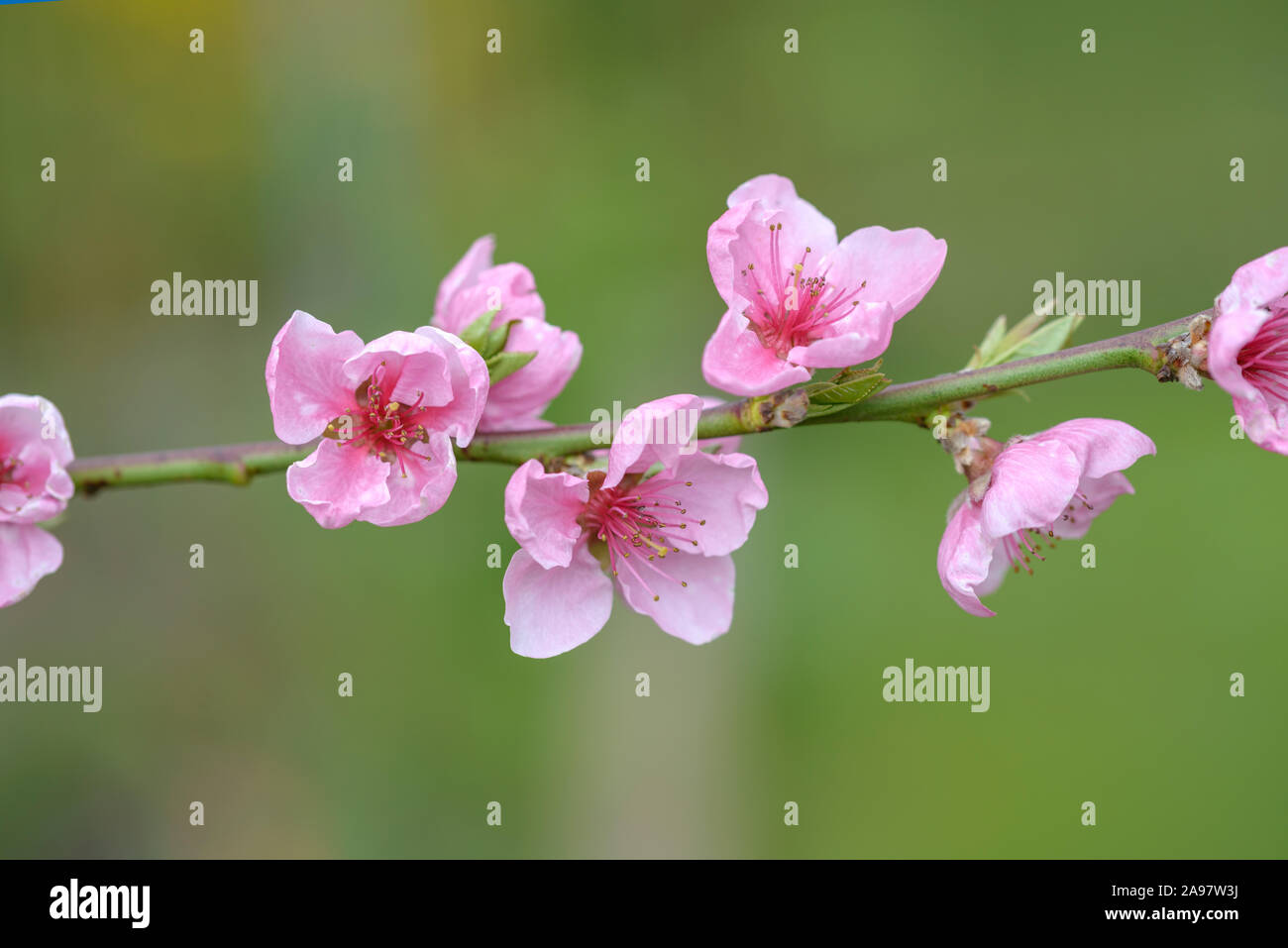 Pfirsich (Prunus persica 'Bero') Stock Photo