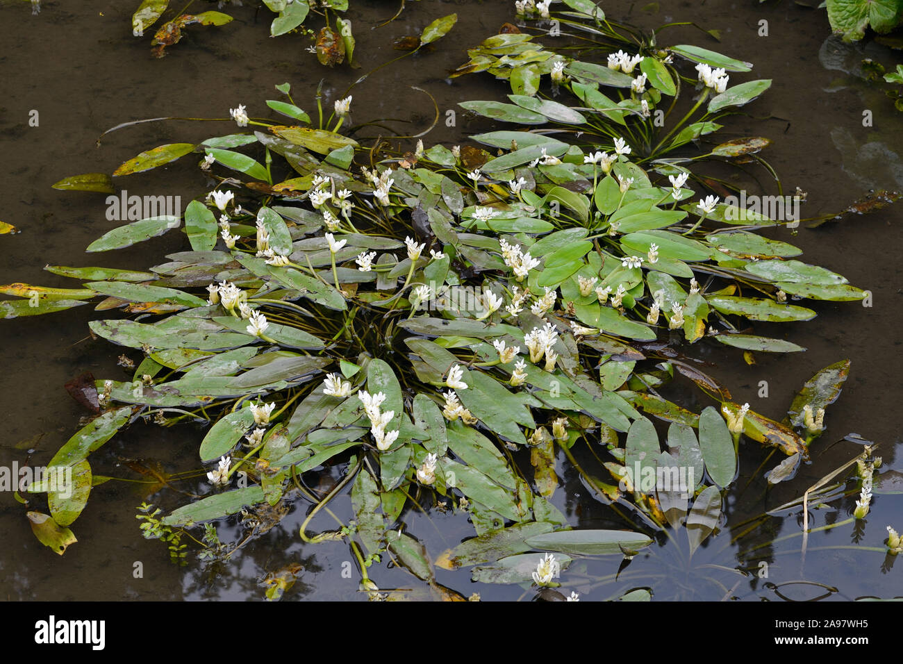 Aponogeton distachyos (Cape pondweed) is an aquatic flowering plant native to South Africa's Western Cape and Mpumalanga provinces. Stock Photo