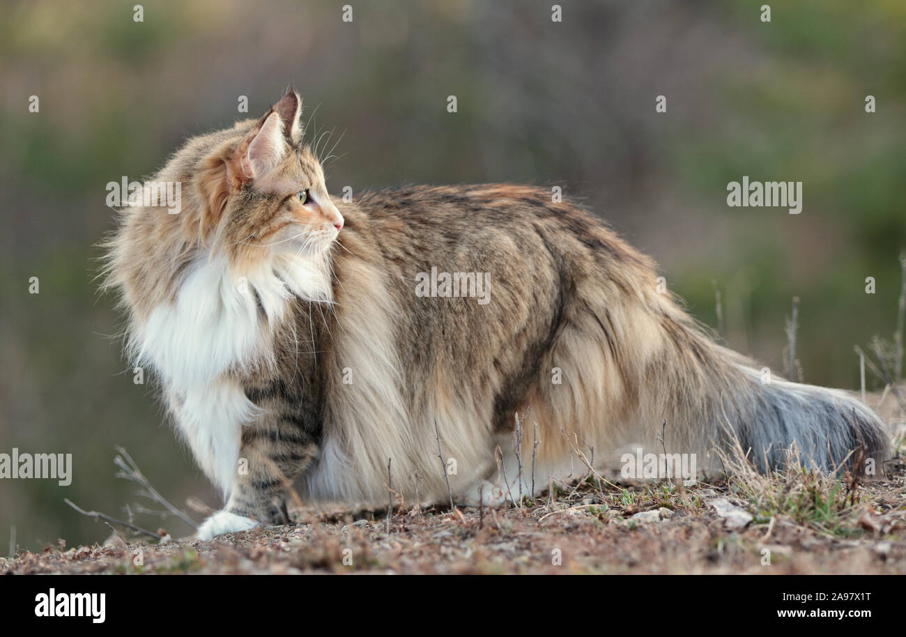 A beautiful norwegian forest cat female outdoors looking over her shoulder Stock Photo