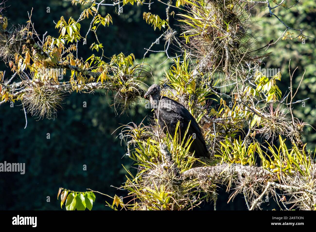 American black vultures gather in a tree at the Cascada de Texolo waterfall near Xico, Veracruz, Mexico. Stock Photo
