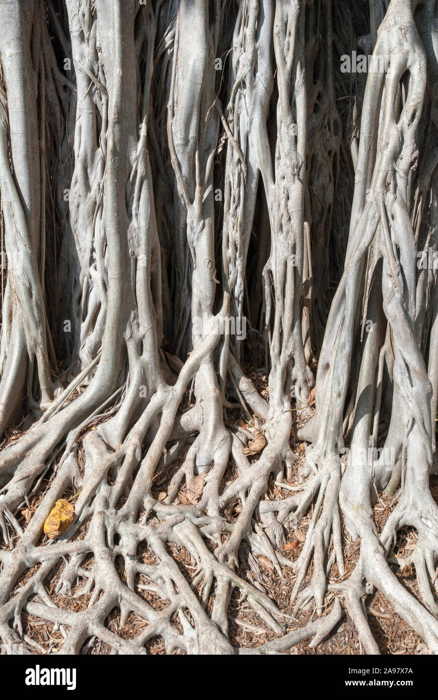 The abstract view of an exotic tree and its roots on a side of the ...