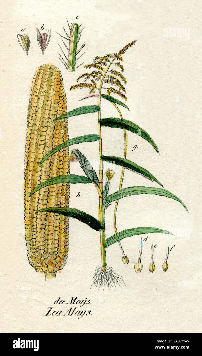 maize, corn Zea mays, (botany book, 1850 Stock Photo Alamy