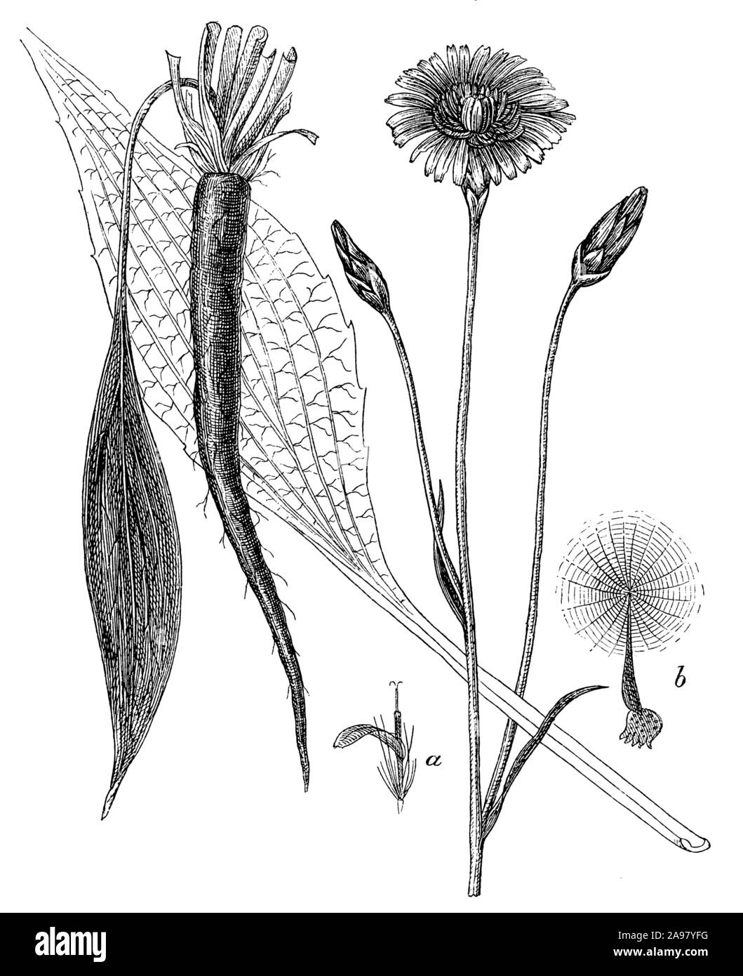 Salsify woodcut hi-res stock photography and images - Alamy