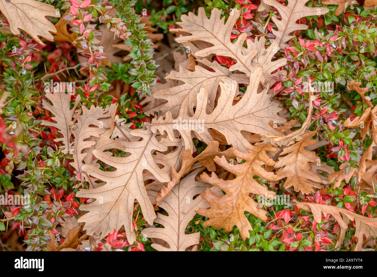 UNgarische Eiche (Quercus frainetto) Stock Photo