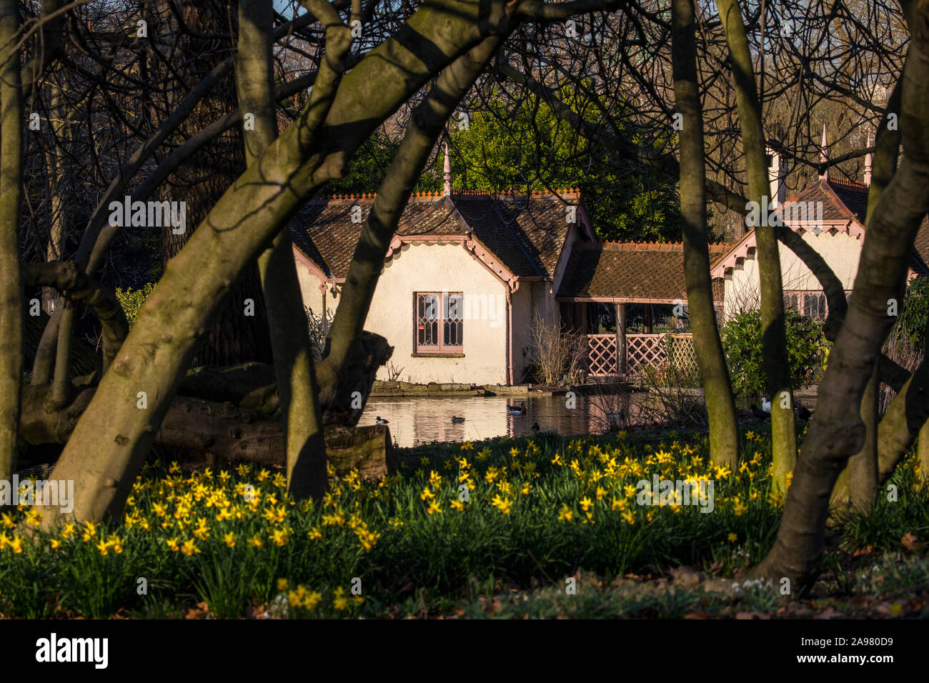 A view across the Daffodils and through the foliage of Duck Island Cottage in the beautiful St. James’s Park in London, UK. Stock Photo