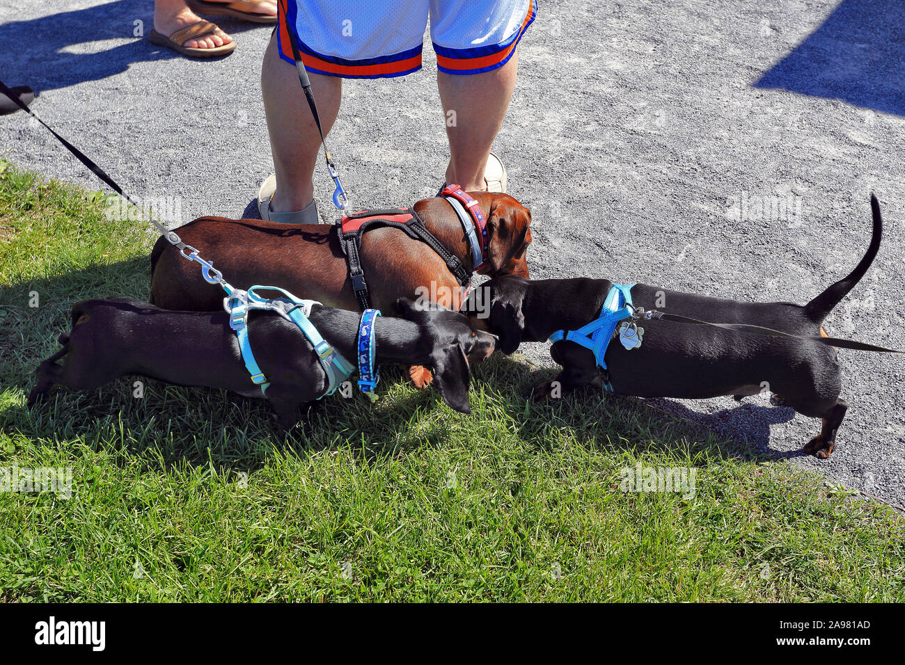 3 dachshunds Port jefferson New York Stock Photo