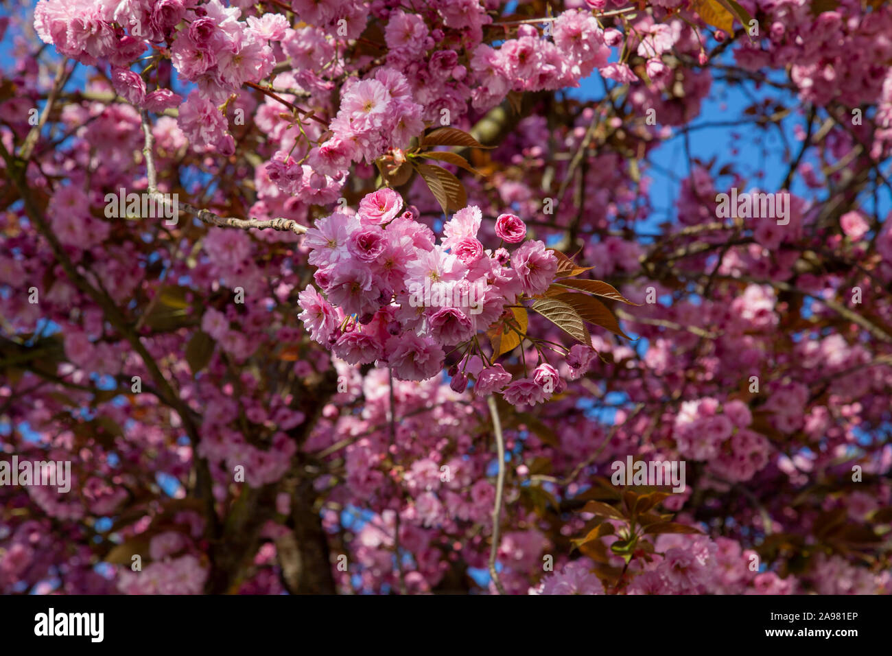Closeup of a flowering Kanzan cherry tree (Prunus 'Kanzan'), Cecille