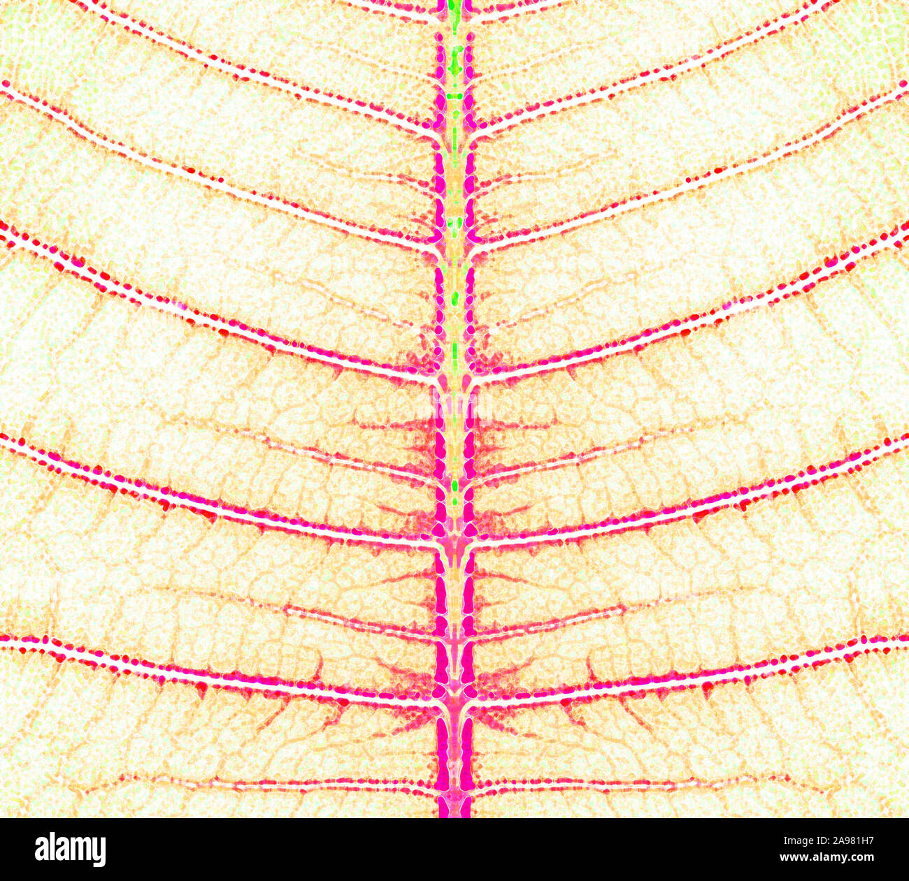 Vein Structure High Resolution Stock Photography and Images - Alamy