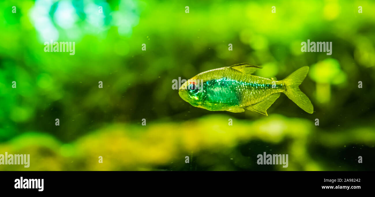 closeup portrait of a diamond tetra, silver glittery fish, tropical animal specie from lake Valencia in Venezuela Stock Photo