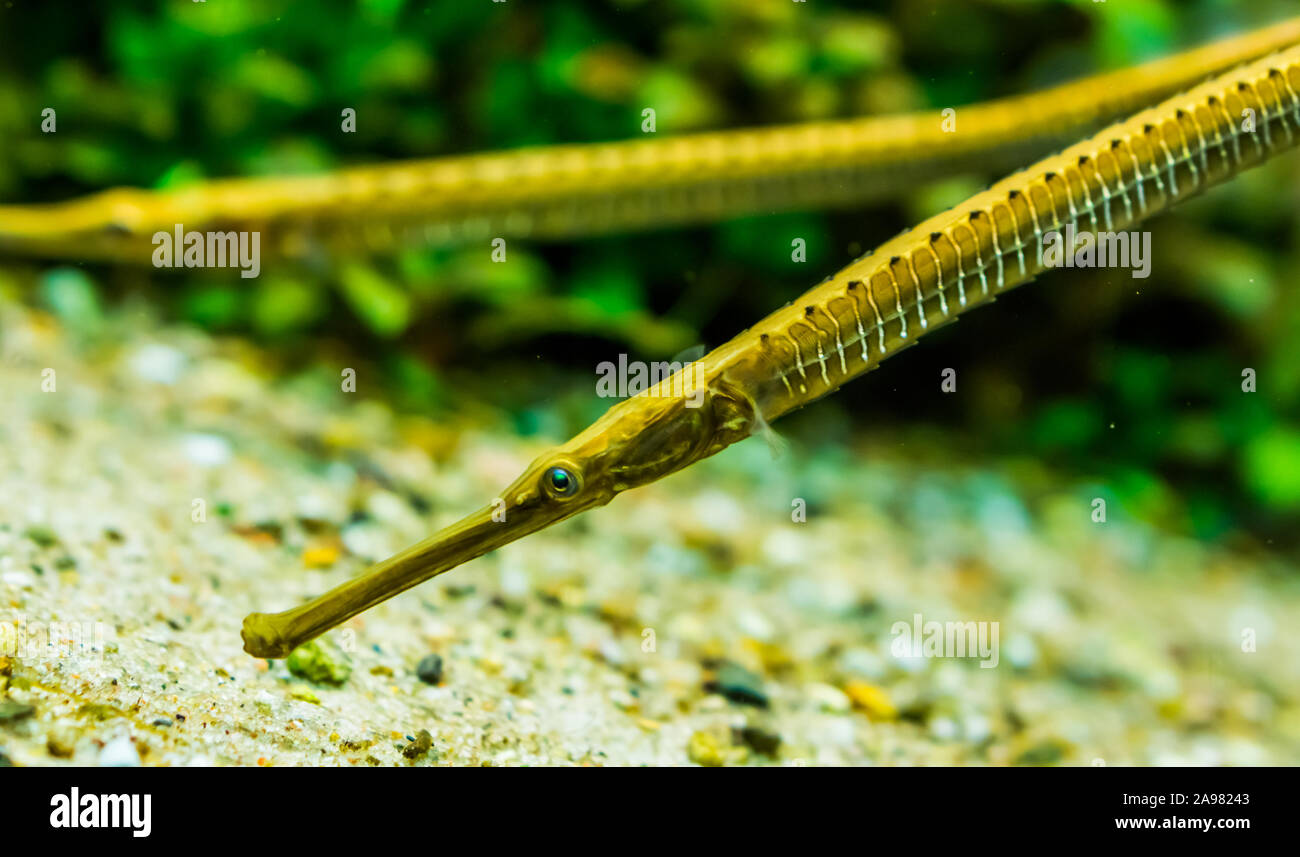 closeup of the face of a asian longsnouted river pipefish, tropical fish specie from the rivers of Asia Stock Photo