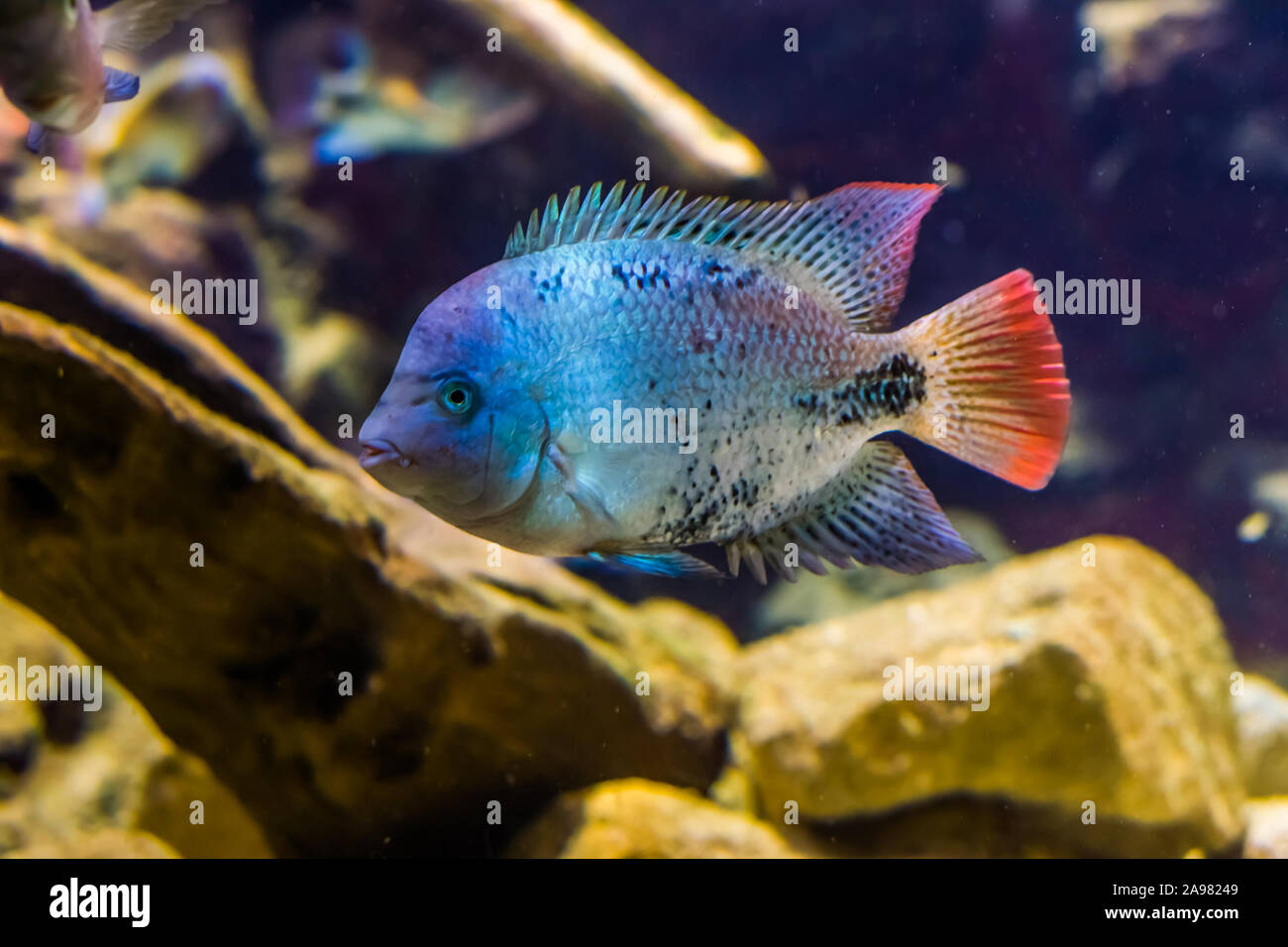 closeup of colorful mbuna cichlid, tropical pet from lake malawi, Exotic fish specie Stock Photo