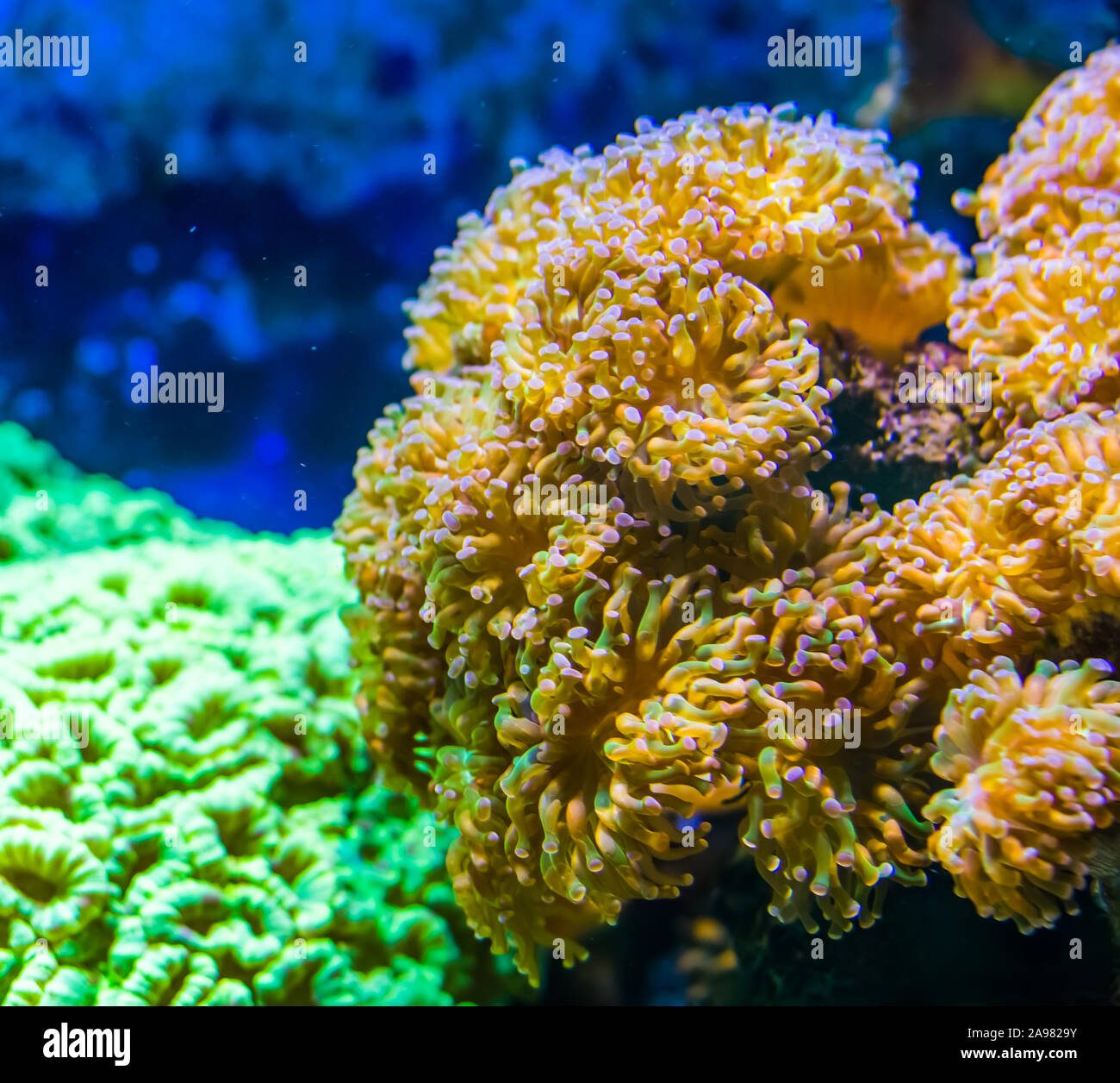 large carpet of Euphyllia sea anemones, stony coral specie, popular aquarium pet in aquaculture, marine life background Stock Photo
