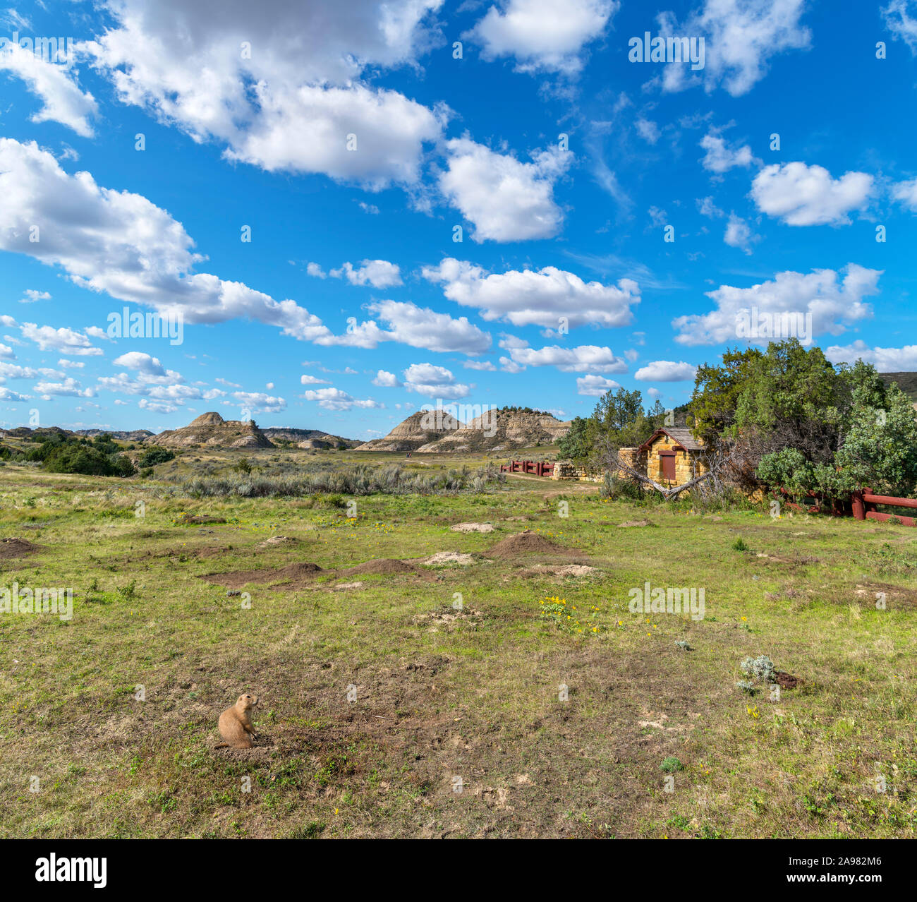 Prairie Dog town near the Old East Entrance, Theodore Roosevelt National Park, North Dakota, USA. A Prairie Dog is sitting in the foreground. Stock Photo