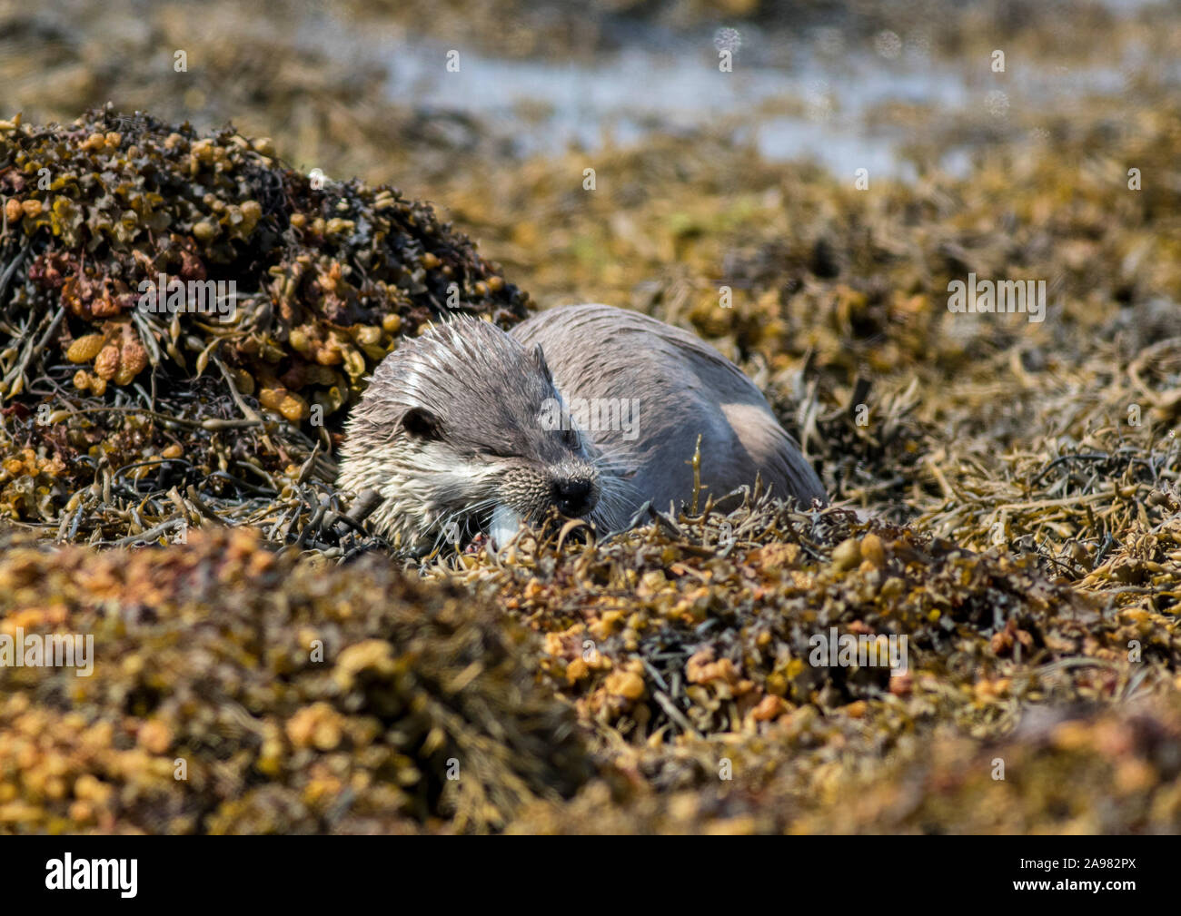 Otters on Shetland, Scotland Stock Photo