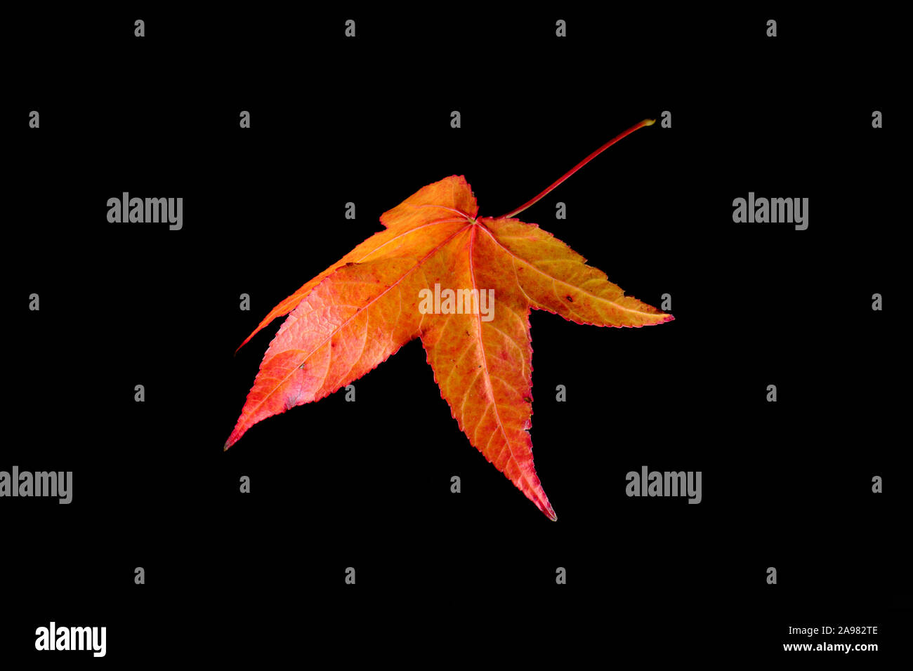 Natural and colorful autumn leaves on black background - maple Stock ...