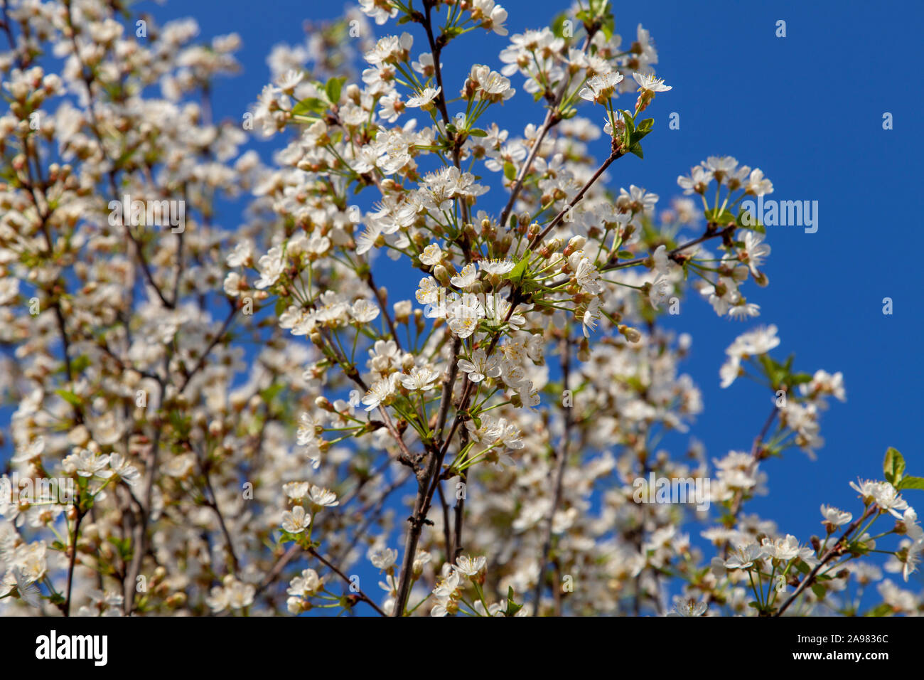 Cheery blossom on an urban Dwarf cherry (Prunus fruticosa 'Globosa') tree, London, N19 Stock Photo