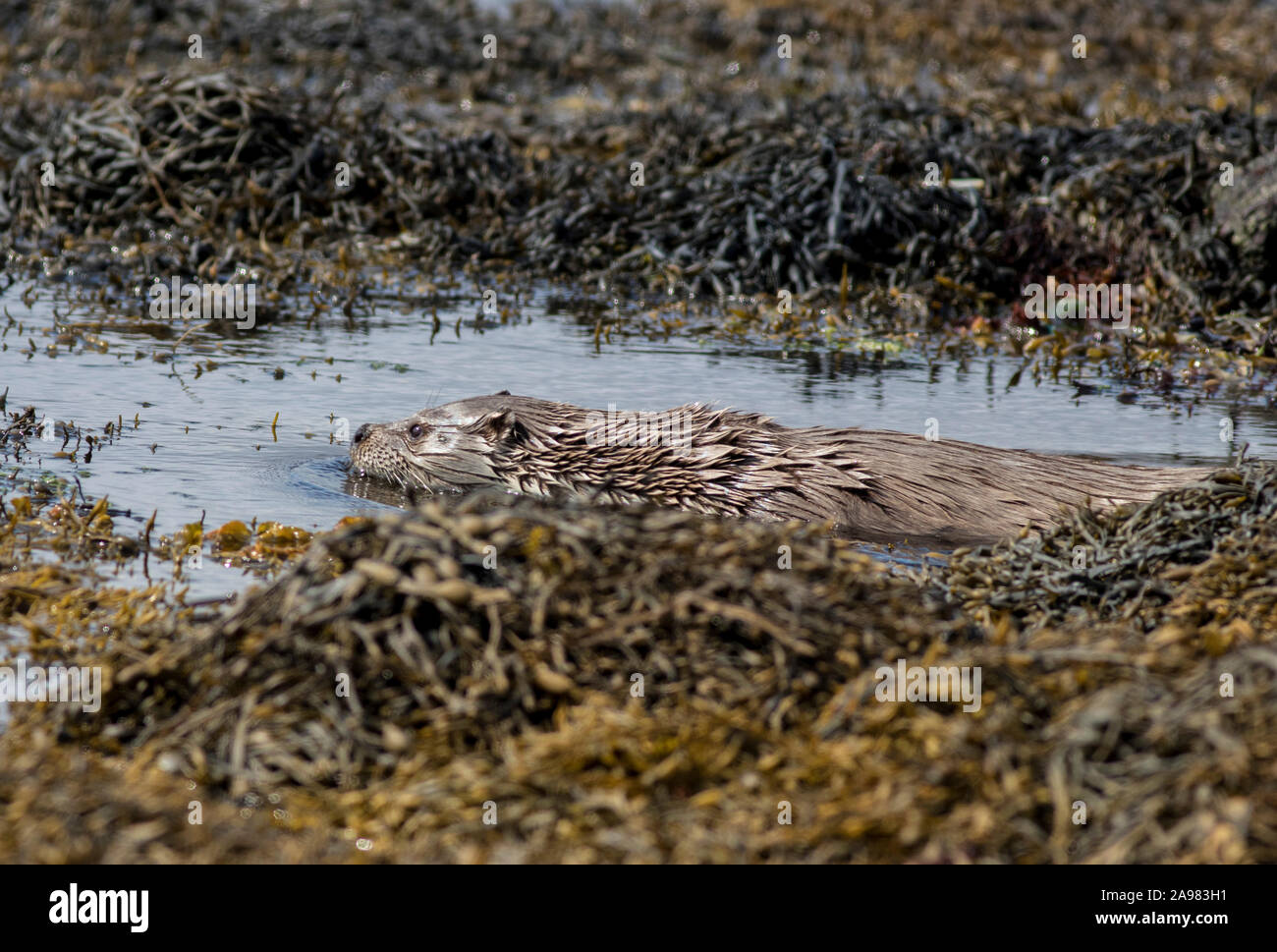 Otters on Shetland, Scotland Stock Photo
