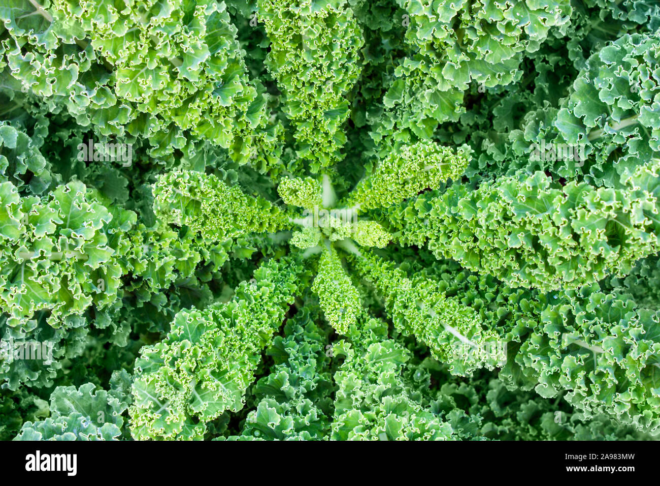 Green Cabbage Kale Stock Photo