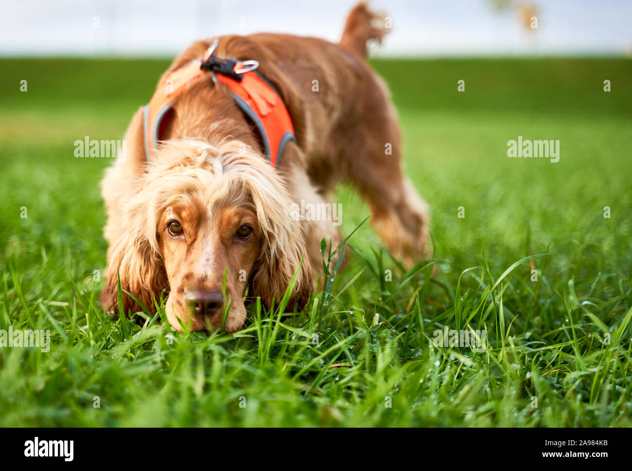 Red haired curly Spaniel sniffing grass, walking Stock Photo - Alamy
