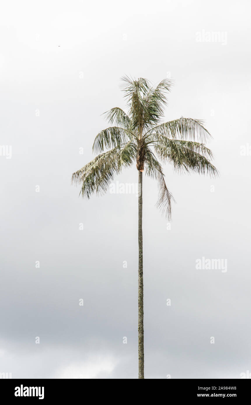 Quindio wax palm, Ceroxylon quindiuense, national tree of Colombia and