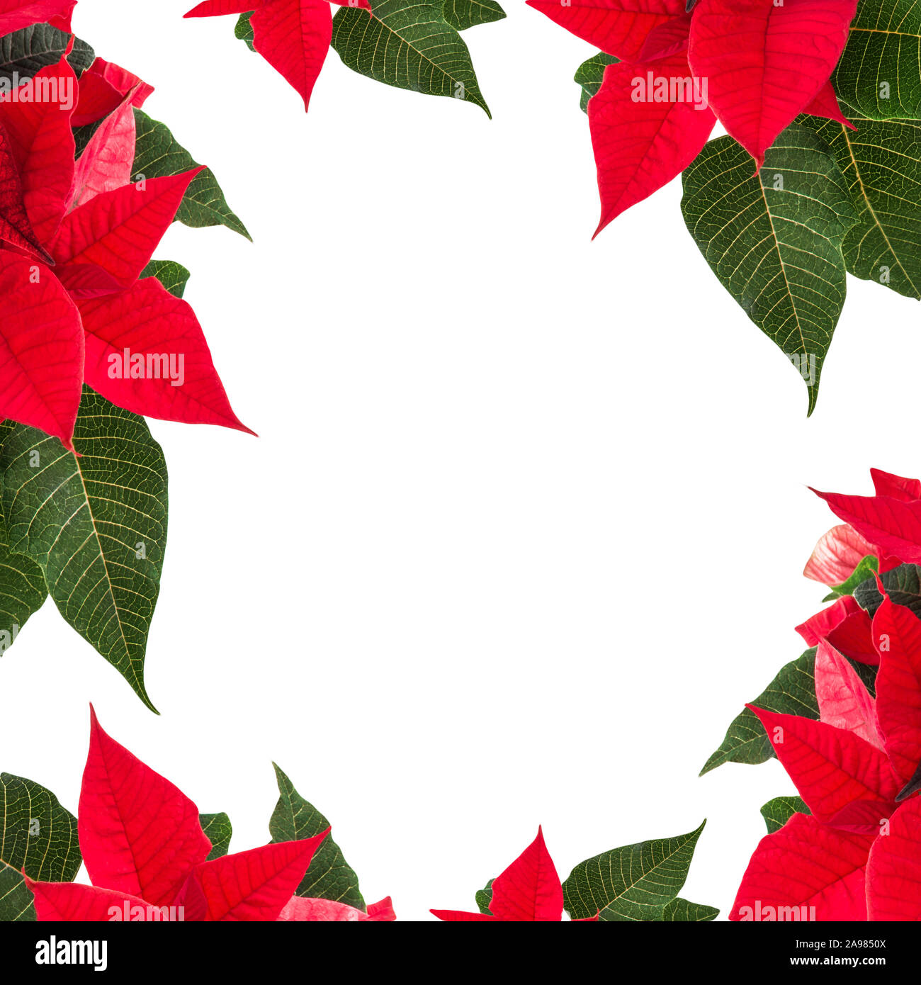 Winter Rose Background Stock Photo 332708458 Alamy