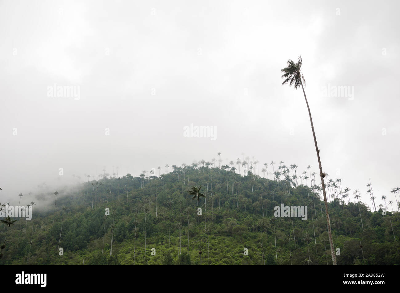 Quindio wax palm, Ceroxylon quindiuense, national tree of Colombia and