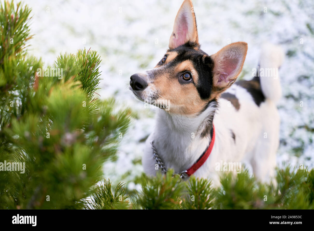 Metis Dog Seated beautiful metis dog hi-res stock photography and images - Alamy