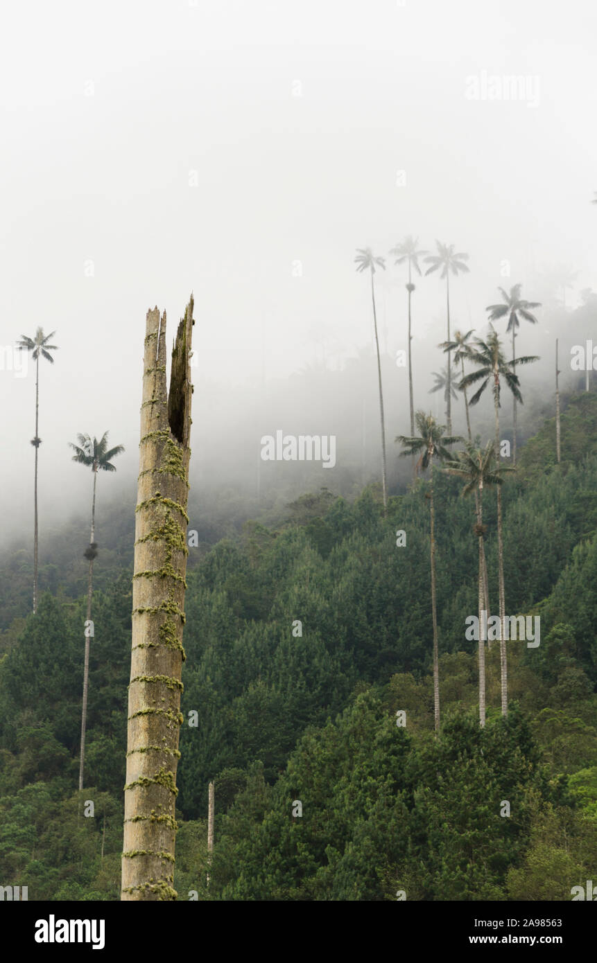 Cocora Valley beautiful foggy landscape, with Quindio wax palms