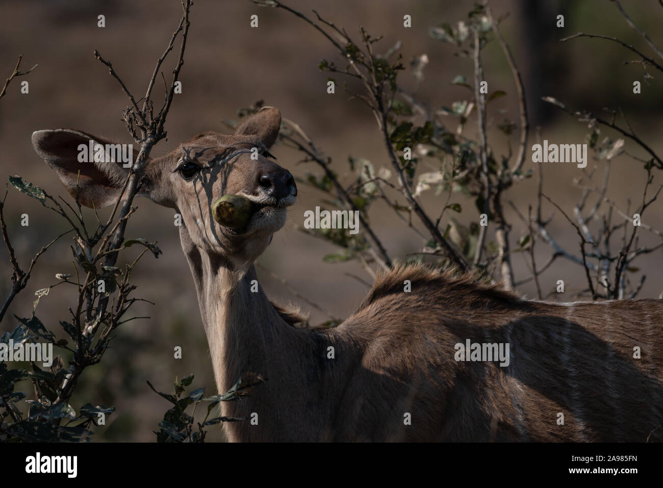 Kudu cow chewing on the fruit from the sausage tree Stock Photo