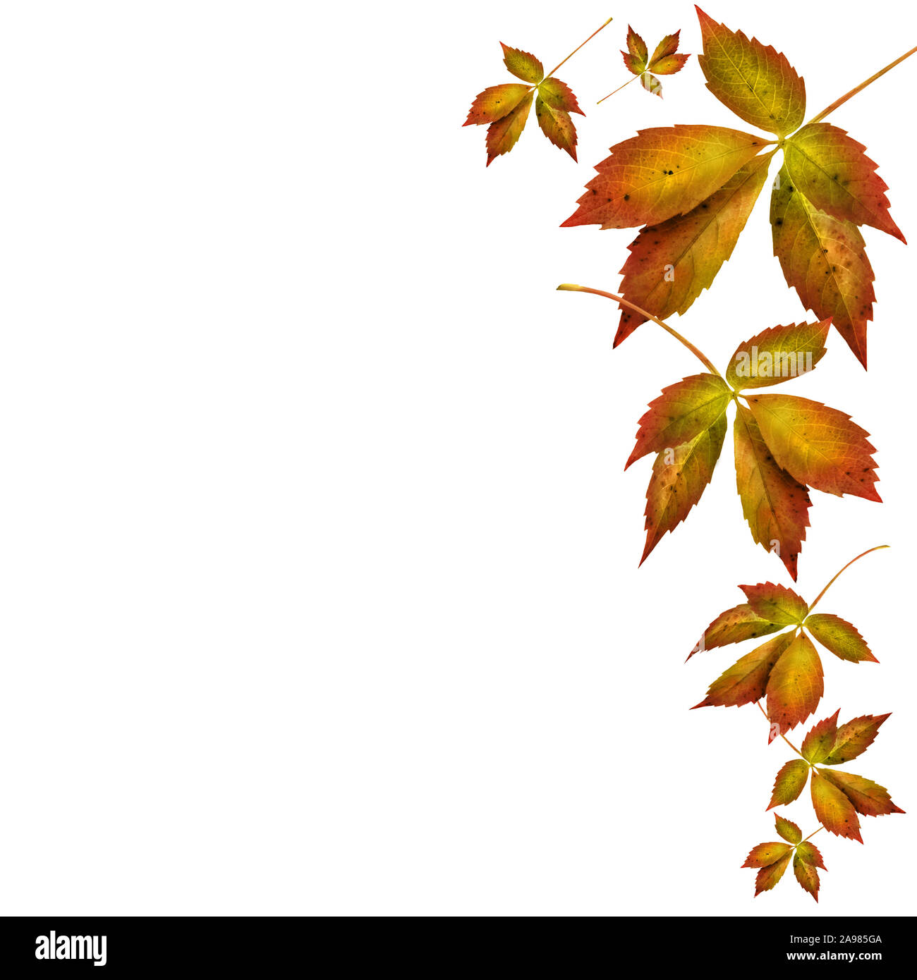 Autumn leaves isolated on white background Stock Photo - Alamy