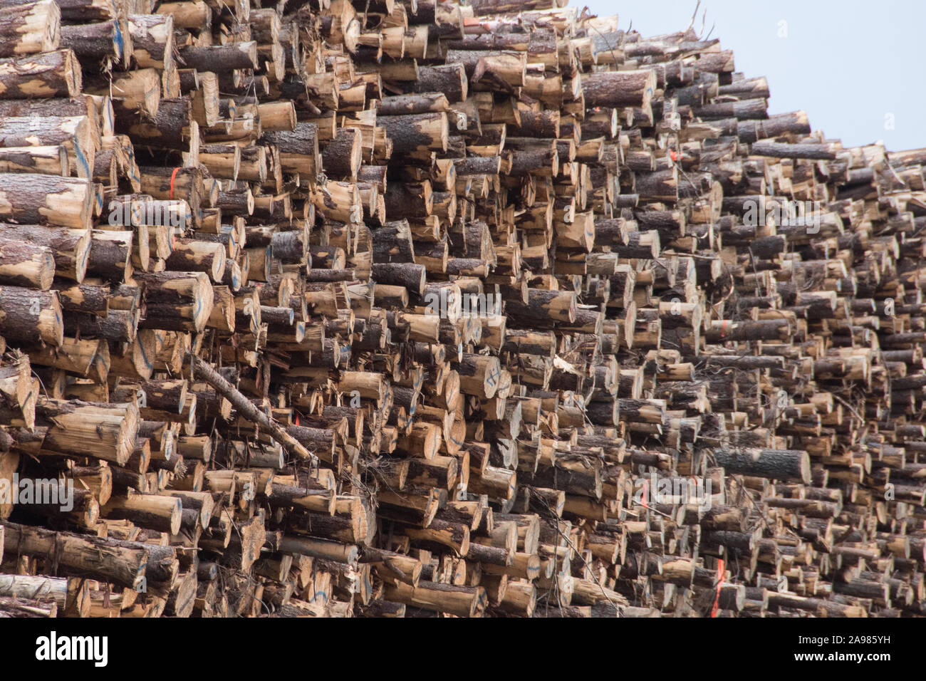 Canada lumber hires stock photography and images Alamy