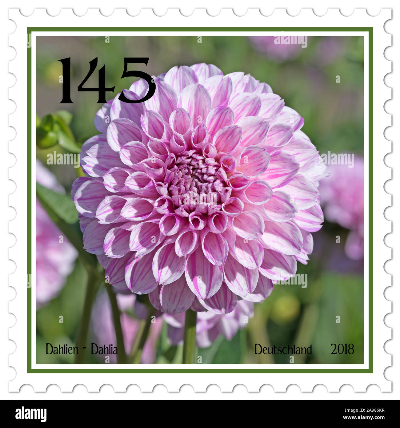 Postage stamp with dahlia motif Stock Photo