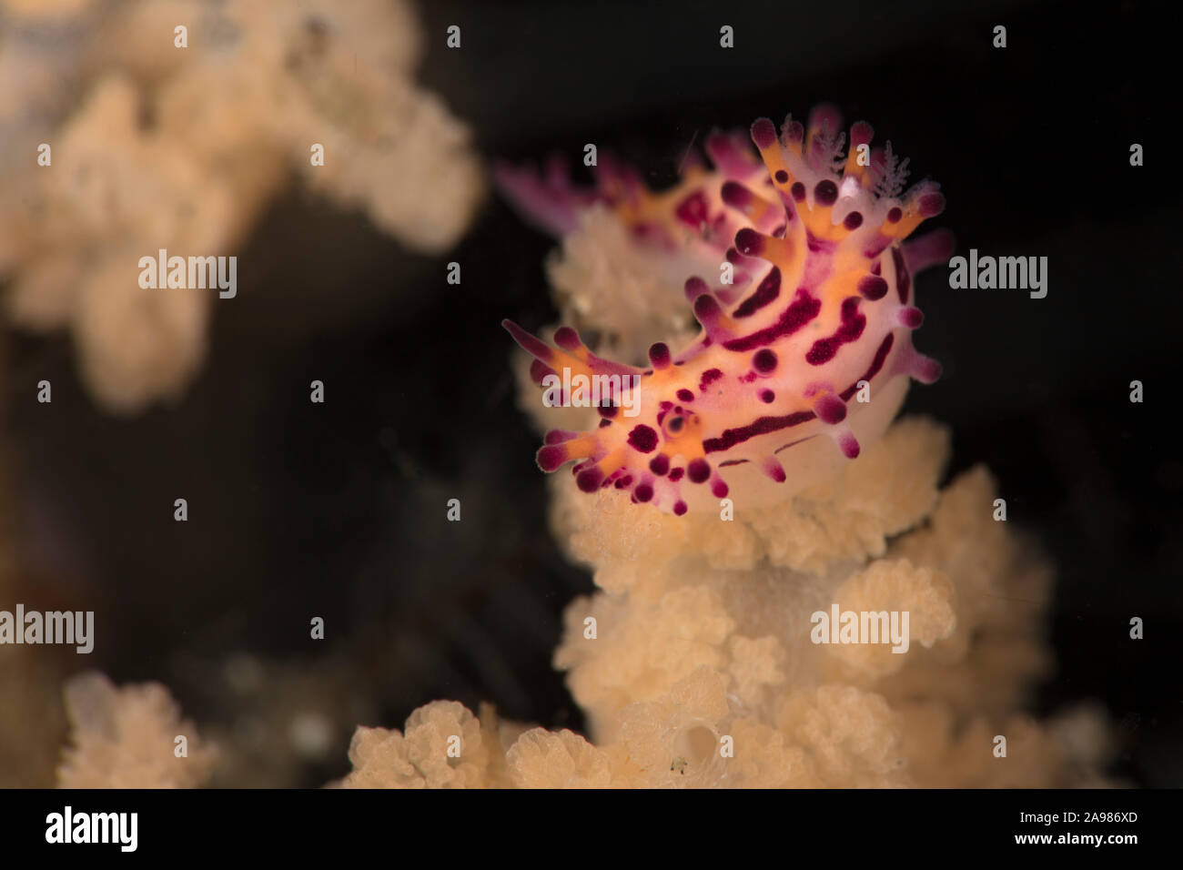 Nudibranch Aegires villosus. Underwater macro photography from Lembeh Strait, Indonesia Stock Photo