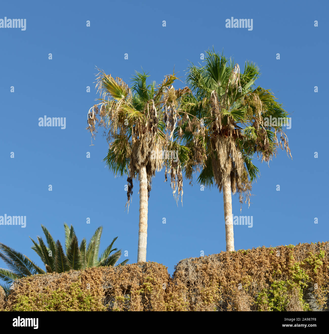 Closeup two drying palm trees are above drying green hedge in bright