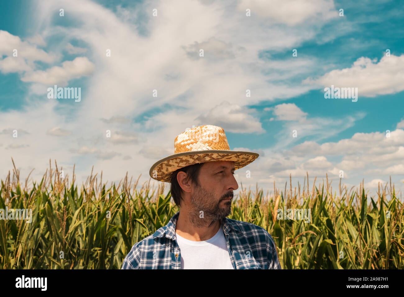 Corn farmer in cultivated maize field on bright sunny summer day Stock ...