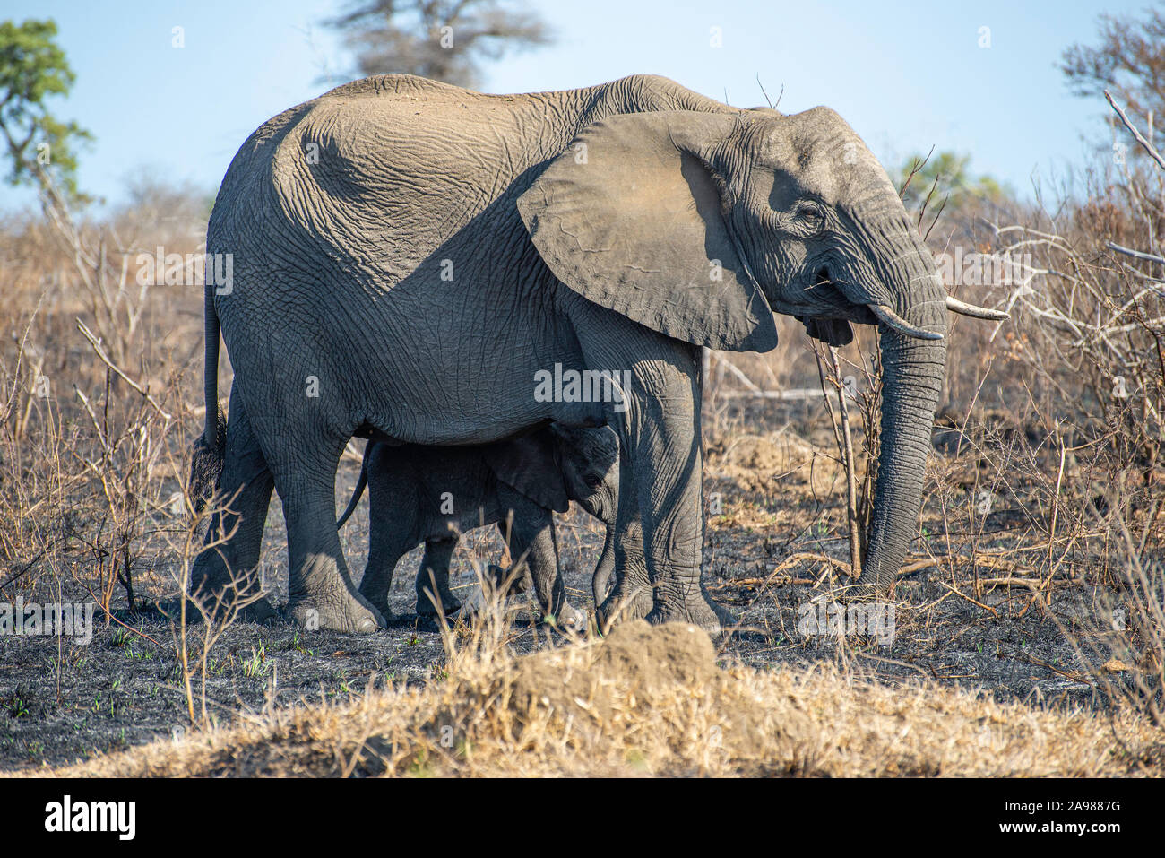 a elephant calf walking next to his mother through the african savannah ...
