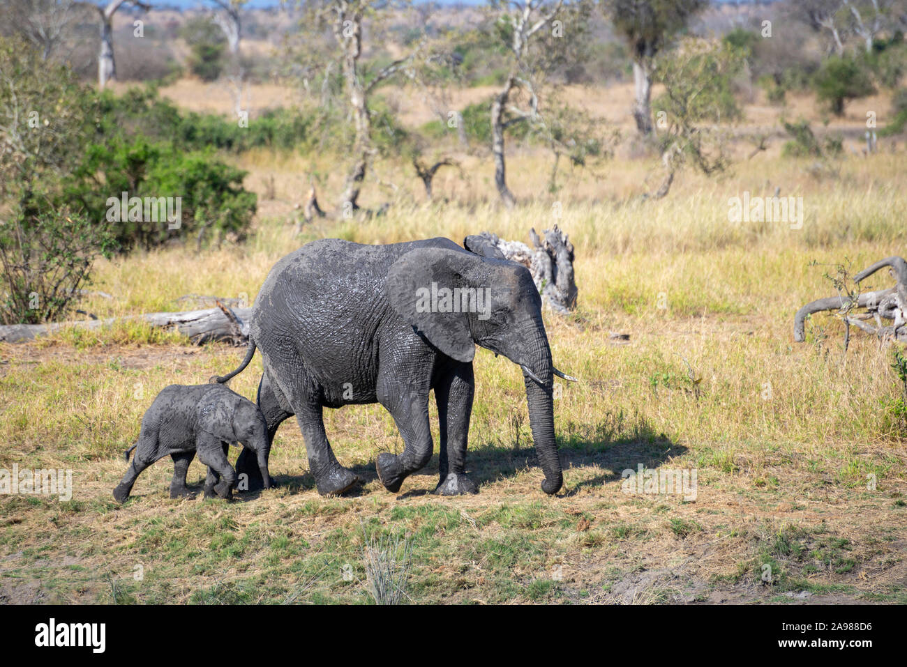 a elephant calf walking next to his mother through the african savannah ...