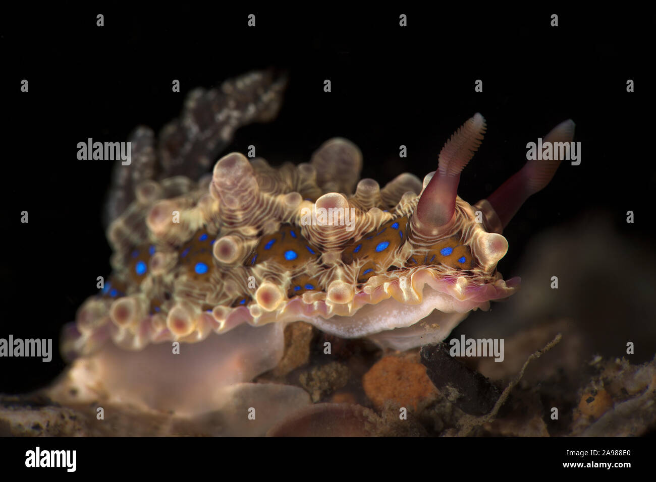 Nudibranch Dendrodoris denisoni . Underwater macro photography from Lembeh Strait, Indonesia Stock Photo
