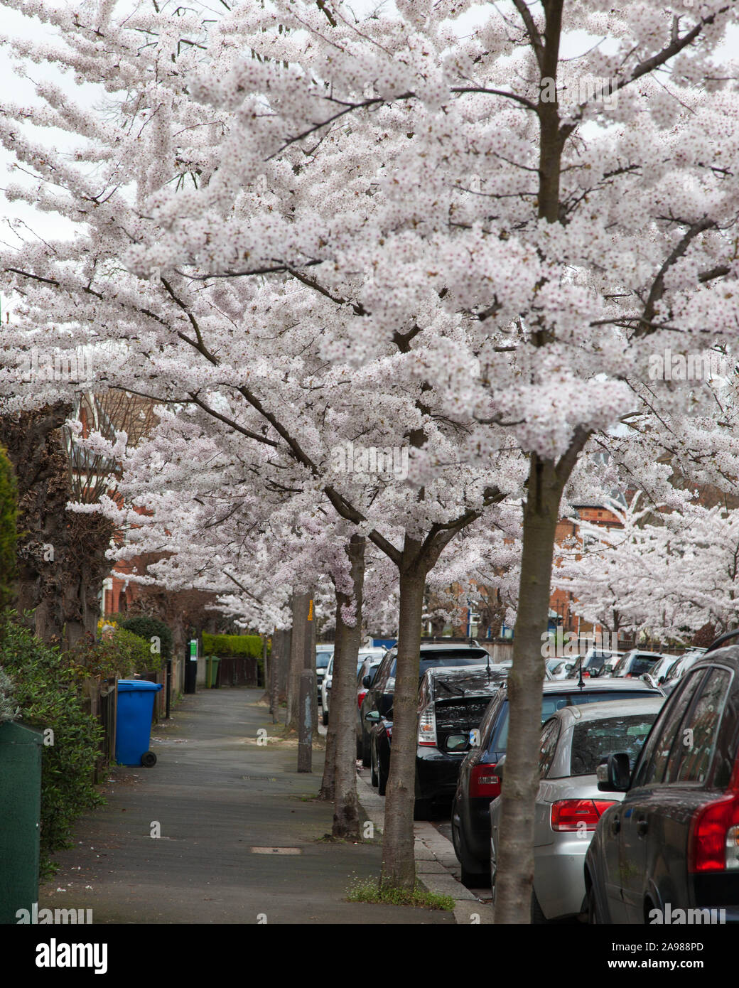 Urban Japanese Yoshino (Prunus x yedoensis) trees in flower ...