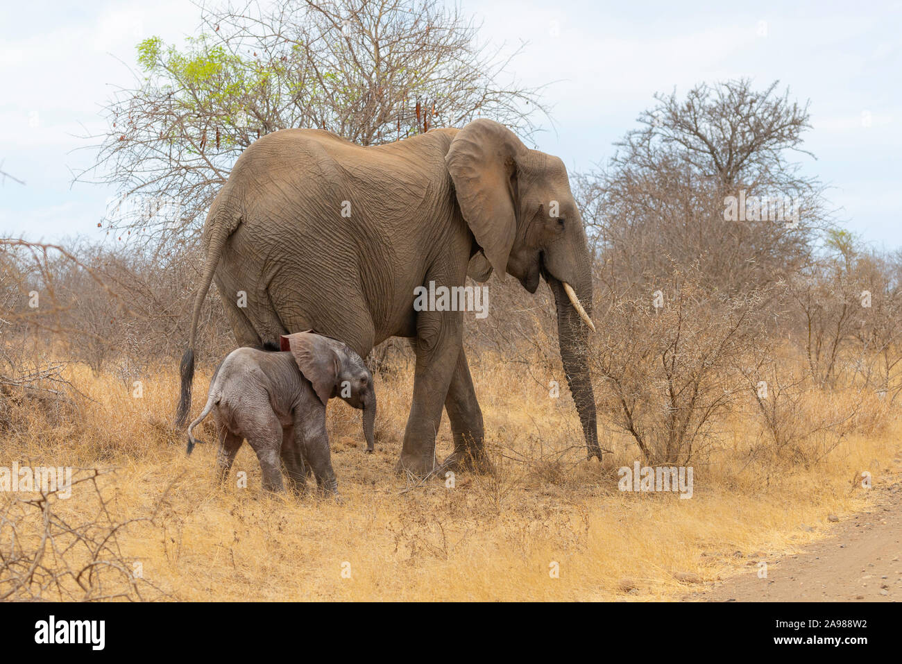 a elephant calf walking next to his mother through the african savannah ...