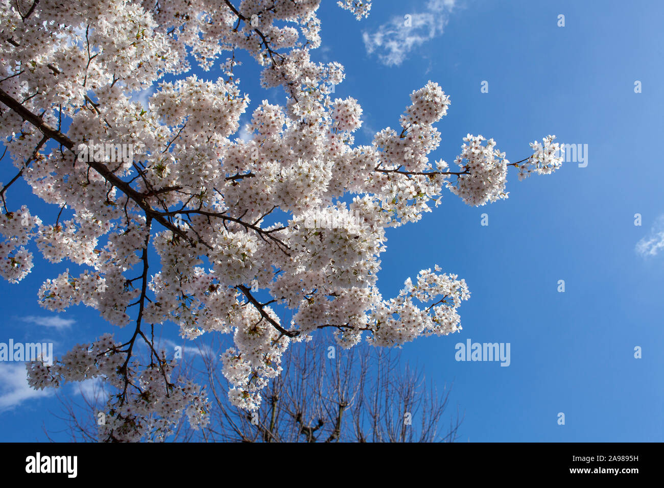 Urban Japanese Yoshino (Prunus x yedoensis) trees in flower, Winterbrook Road, London SE24 Stock Photo
