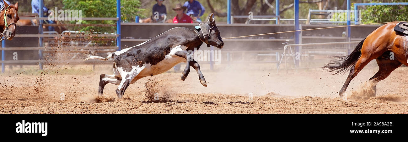 Calf Getting Roped Calf Being Roped High Resolution Stock Photography and Images - Alamy