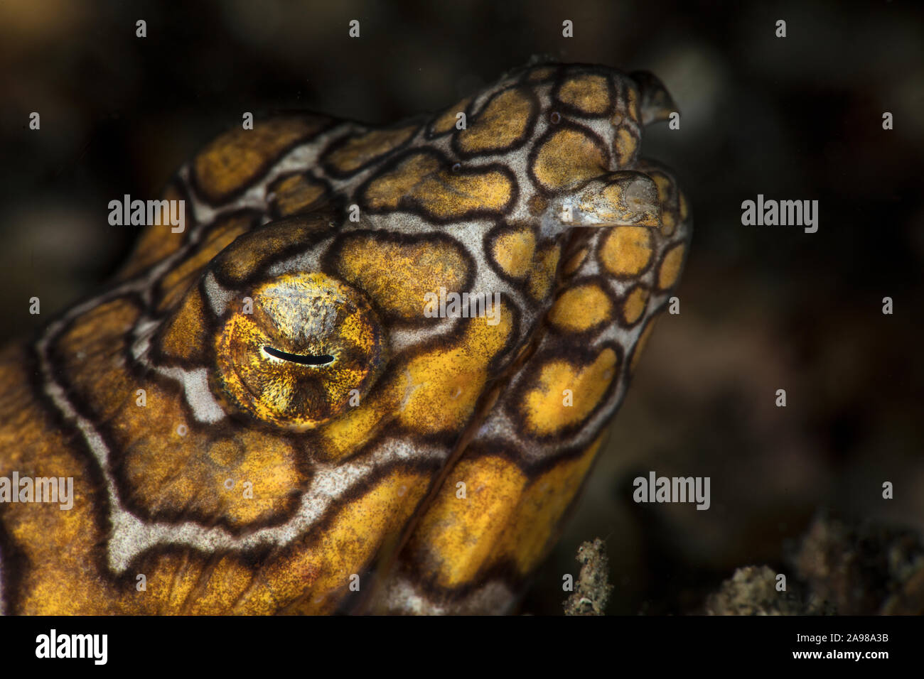 Napoleon snake ell (Ophichthus bonaparti) in Ambon bay, Indonesia Stock Photo