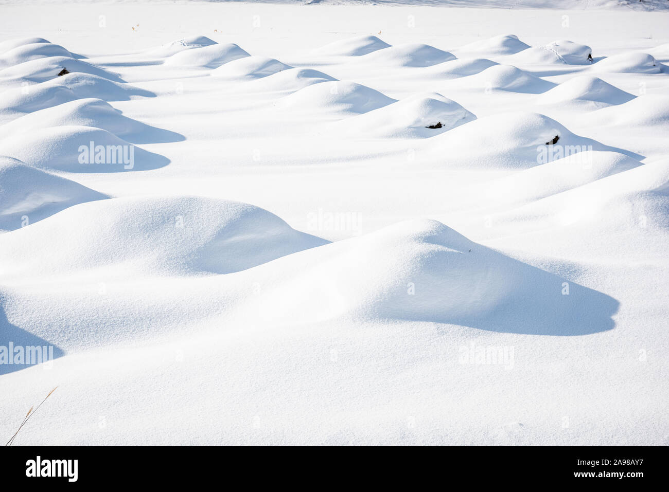 Snow dunes on crops in Biei, Hokkaido, Japan during winter season. Stock Photo