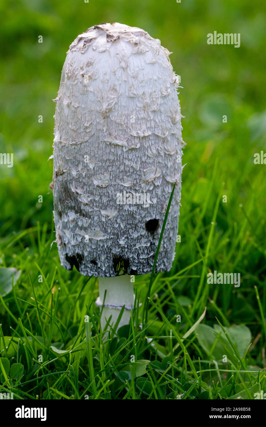 Shaggy ink cap toadstool hires stock photography and images Alamy